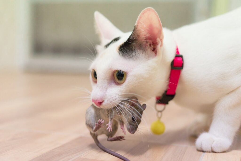 Domestic cat carrying small rodent rat