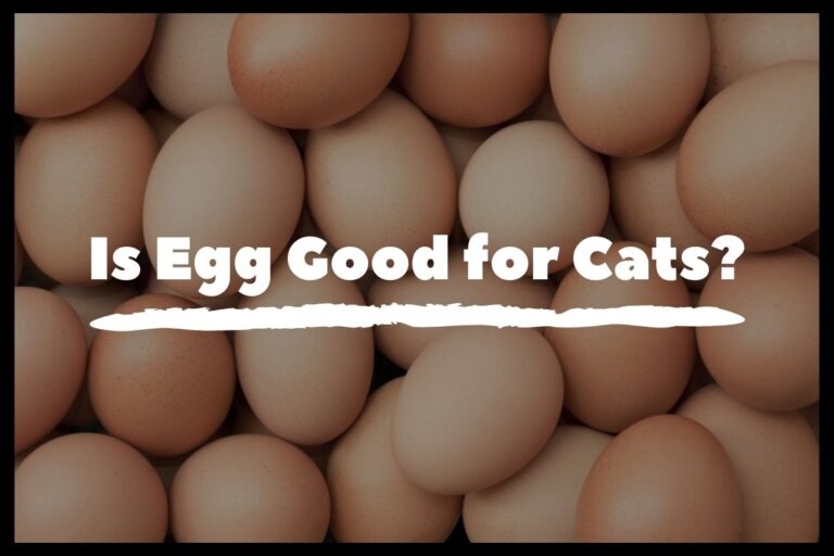 Is Egg Good for Cats?