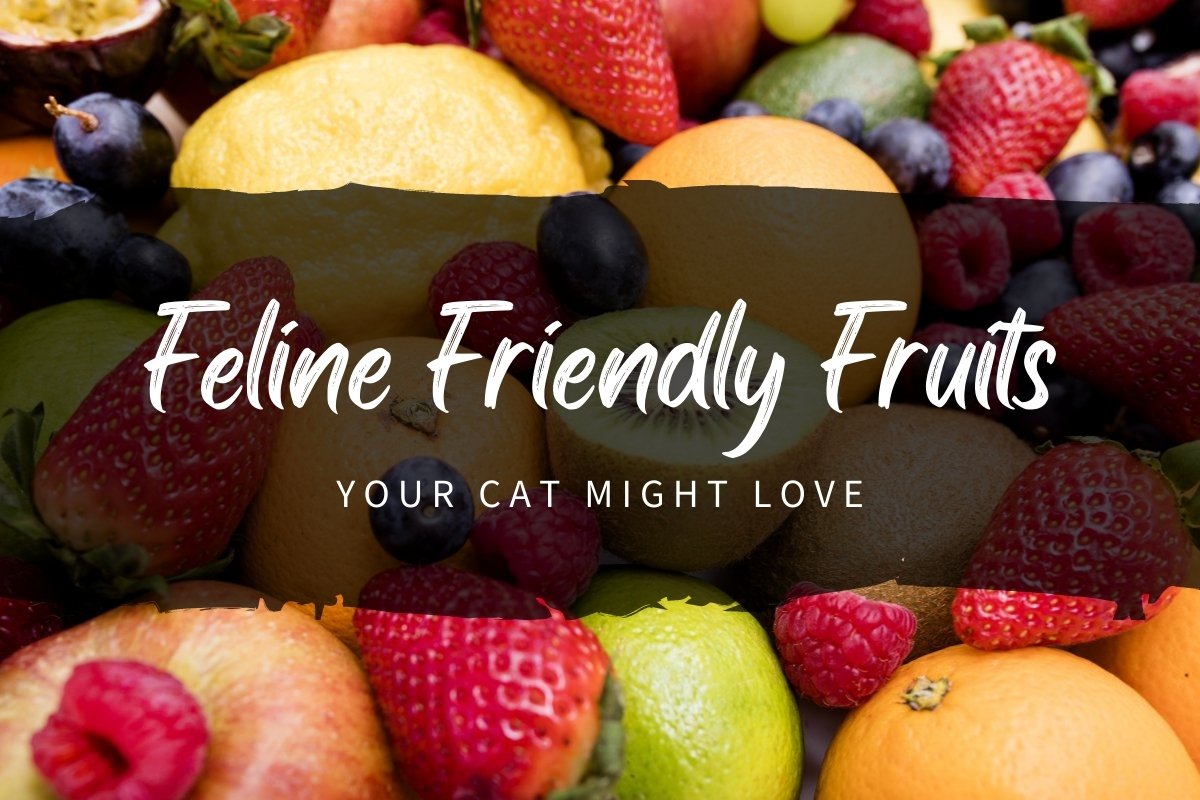 Feline Friendly Fruits Your Cat Might Love