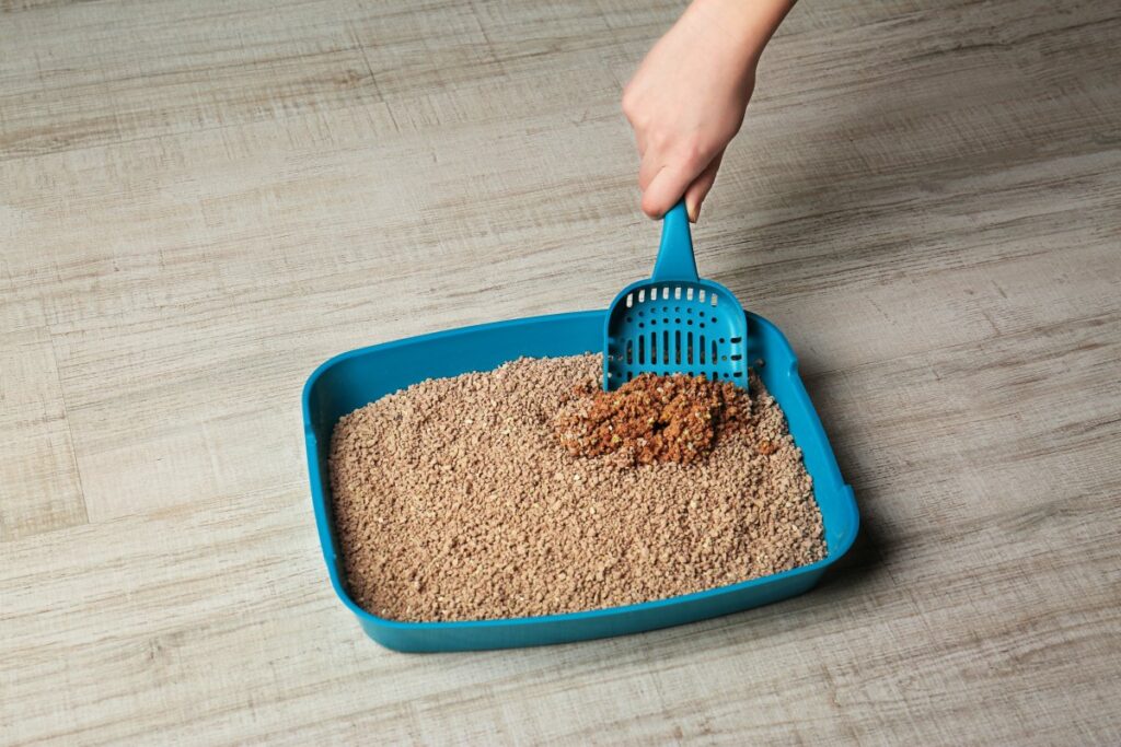 Cleaning cat's litter box