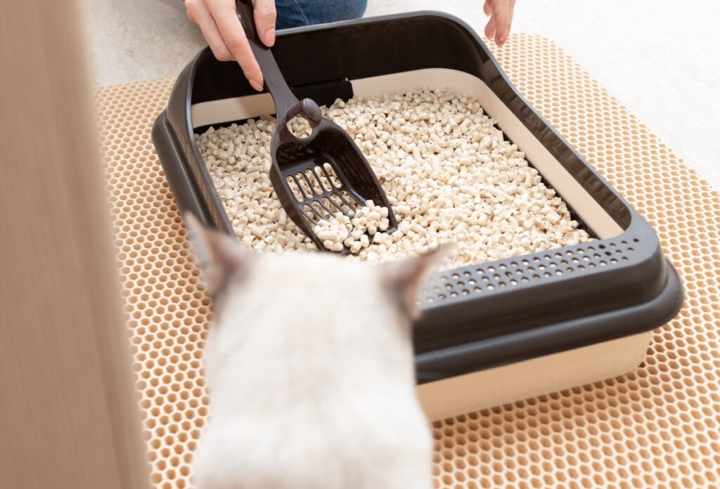 Cleaning cat litter box