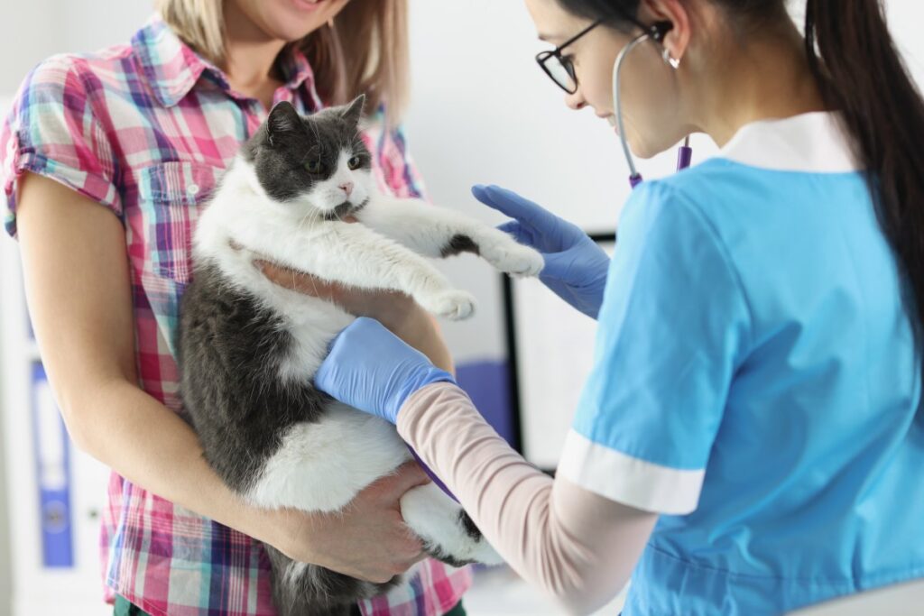 A cat owner holds her cat on hands and a veterinarian is examining