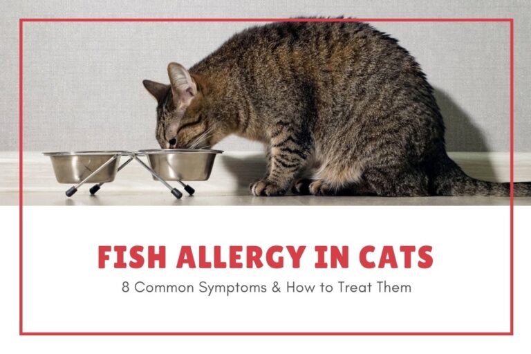 8 Symptoms of Fish Allergy in Cats