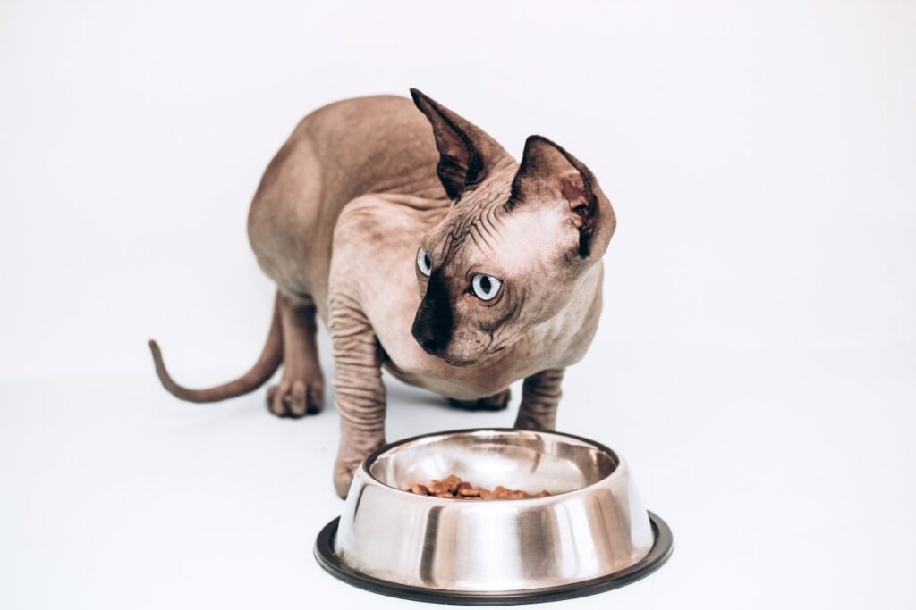 Illustration of balanced hypoallergenic diet for cat