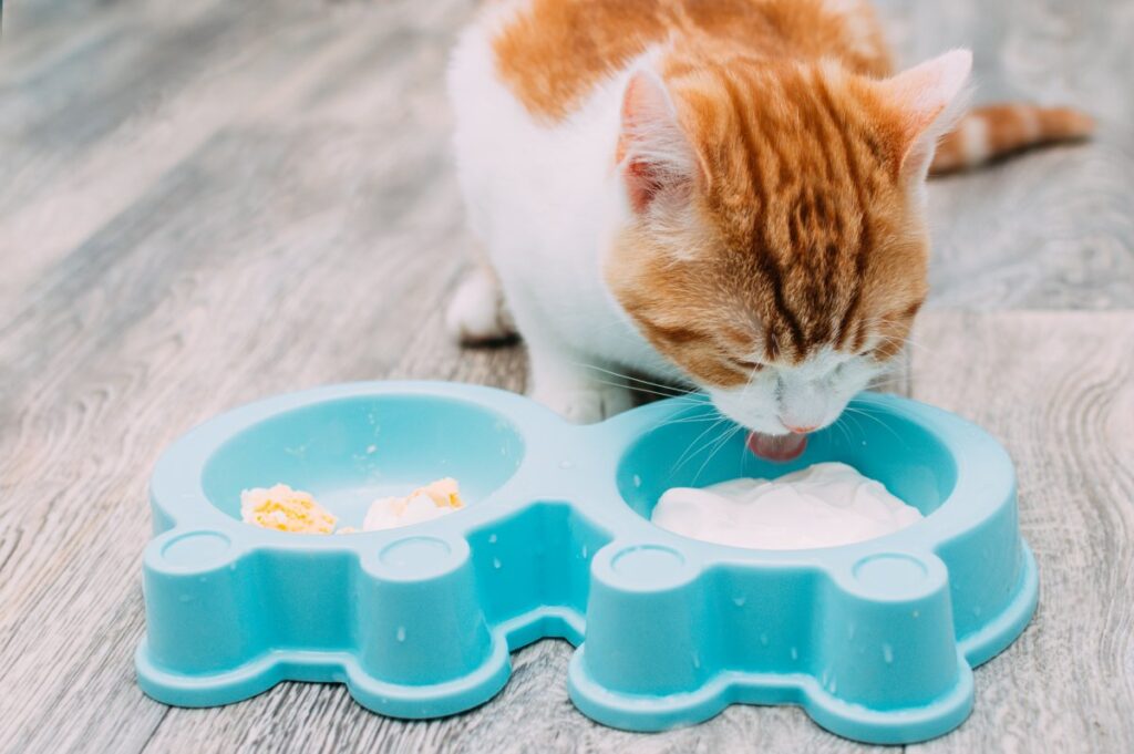 A ginger cat is eating yogurt from its bowl