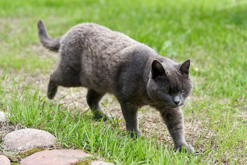 Gray cat walking outdoor