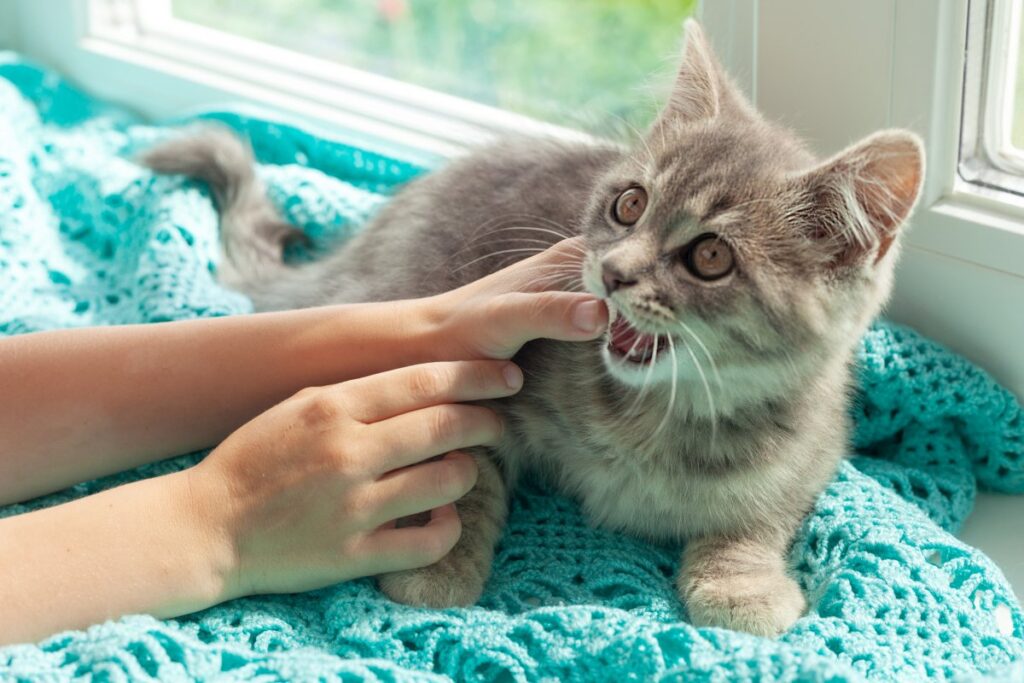 Gray kitten biting a child's hand