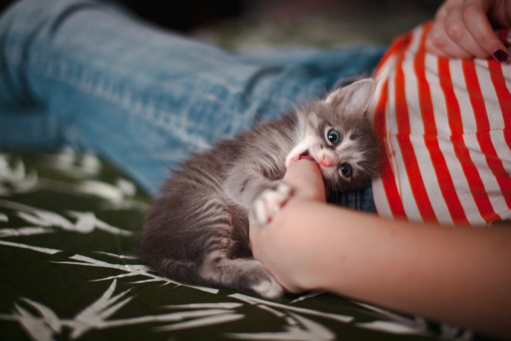 Gray kitten biting its owner's hand
