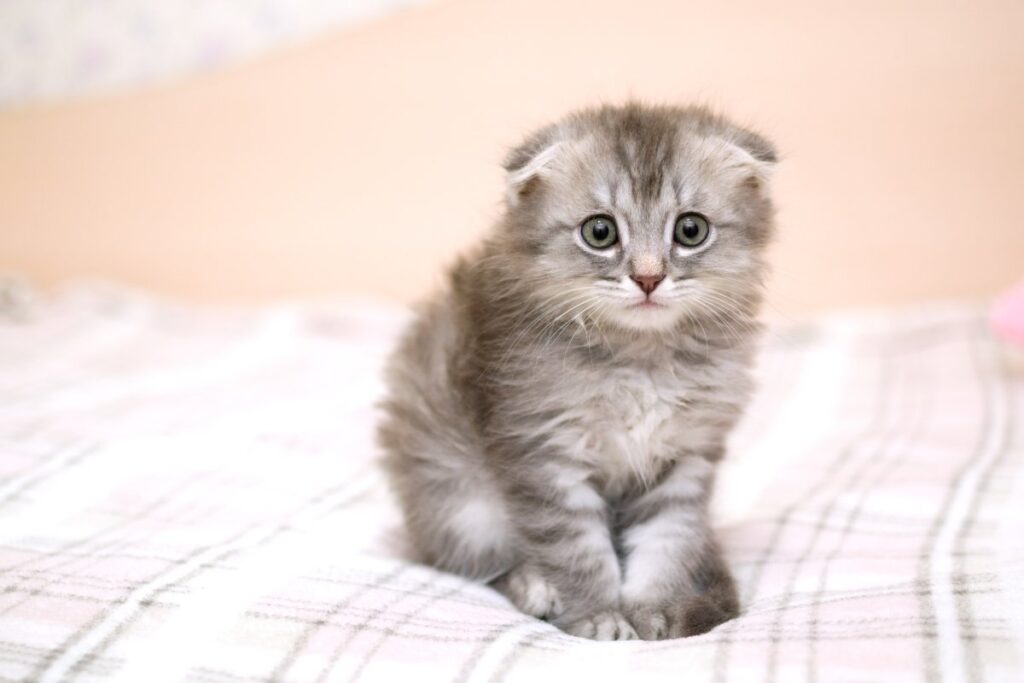 Gray kitten feeling lonely and bored