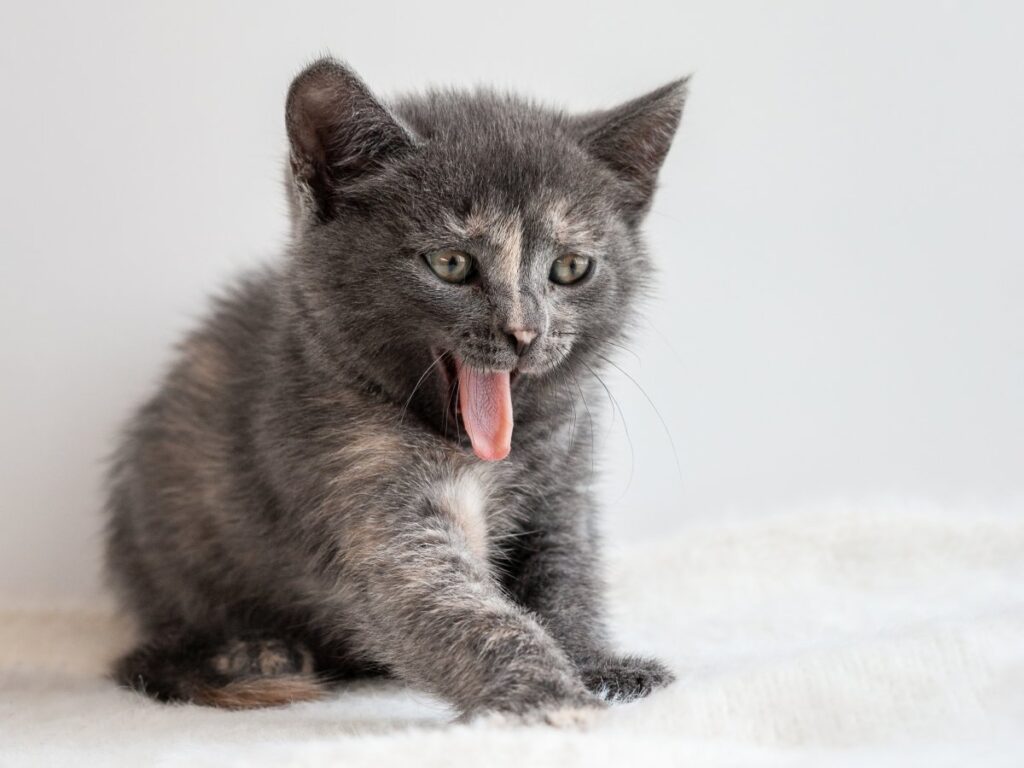 A gray kitten with open mouth