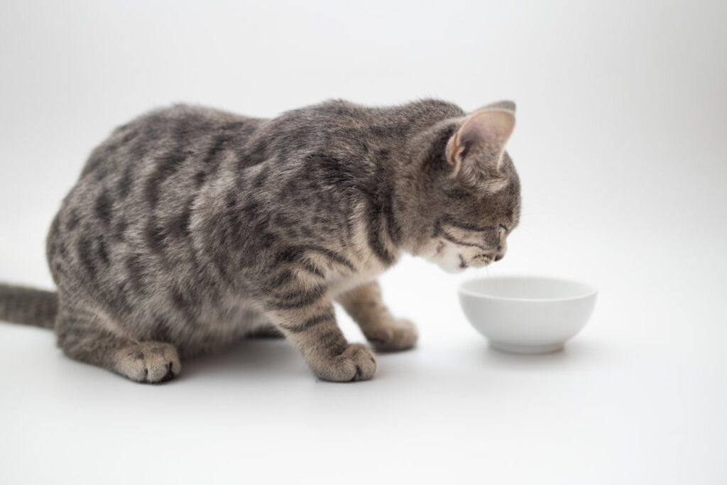 Gray tabby cat eating food from a bowl