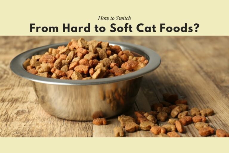 How to Switch From Hard to Soft Cat Foods