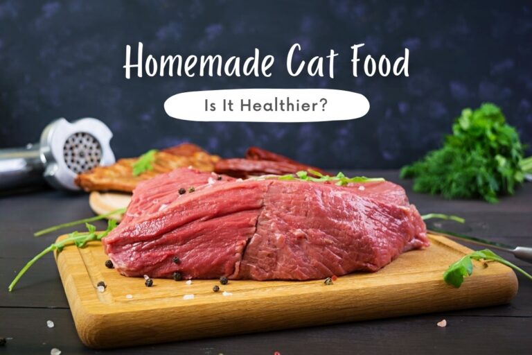 Homemade Cat Food: Is It Healthier?