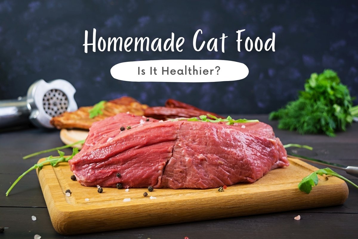 Homemade Cat Food: Is It Healthier?