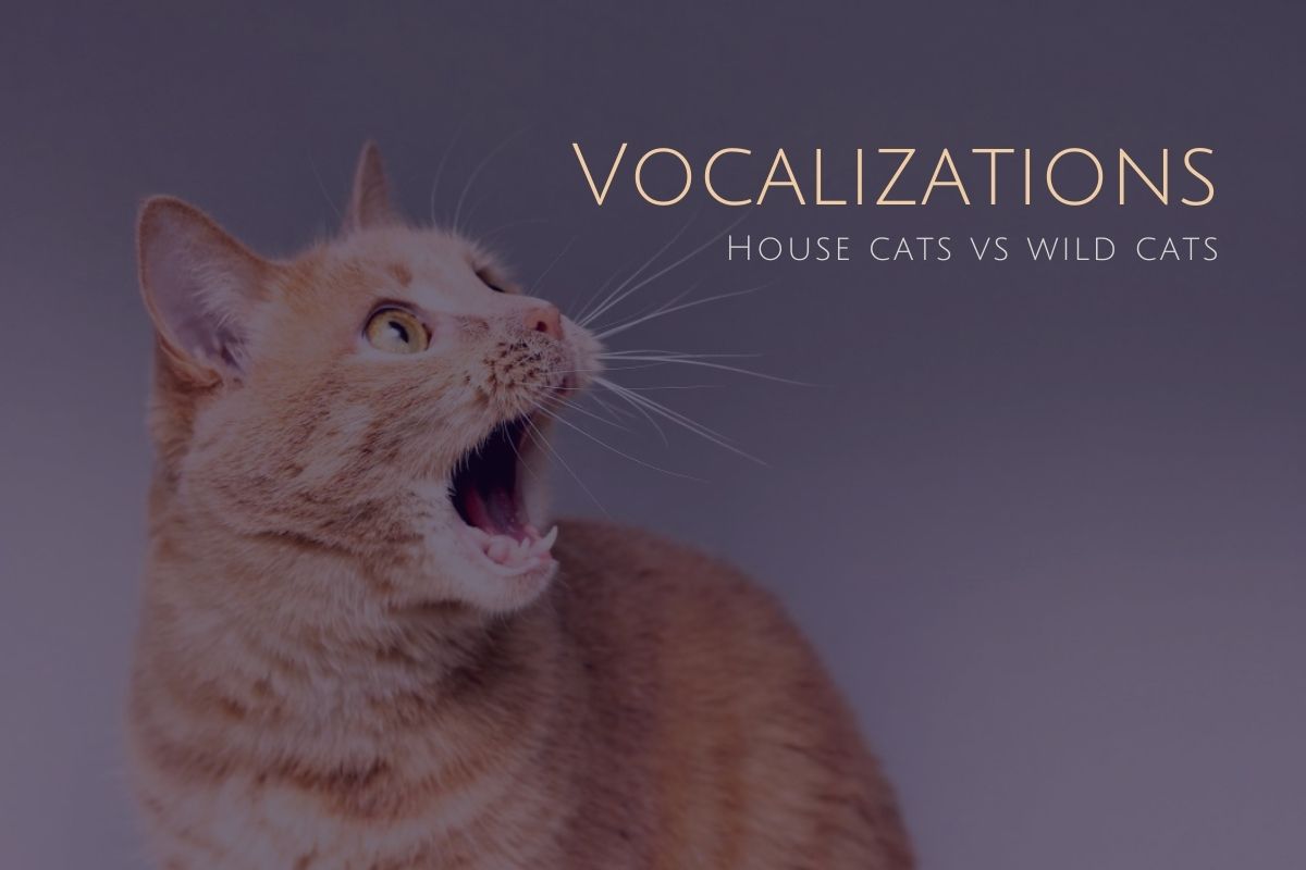 Why Do House Cats Have So Many Vocalizations Compared With Wildcats?