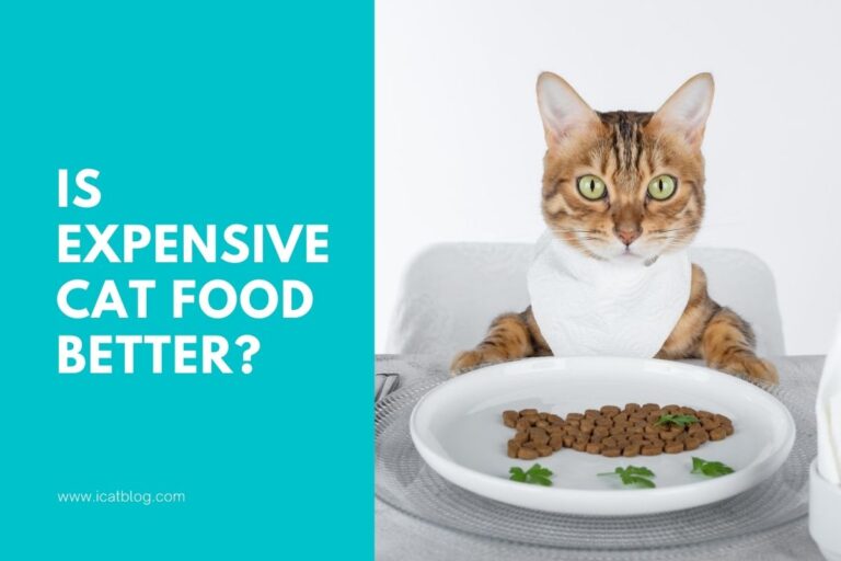 Is Expensive Cat Food Better?