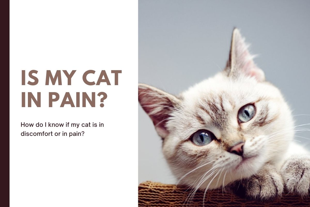 How Do I Know If My Cat Is In Pain?