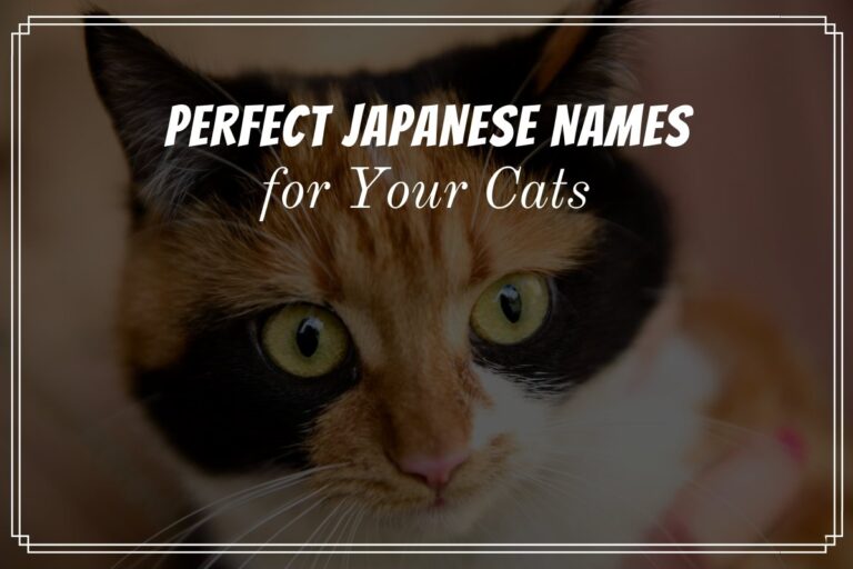 Perfect Japanese Names for You Cats