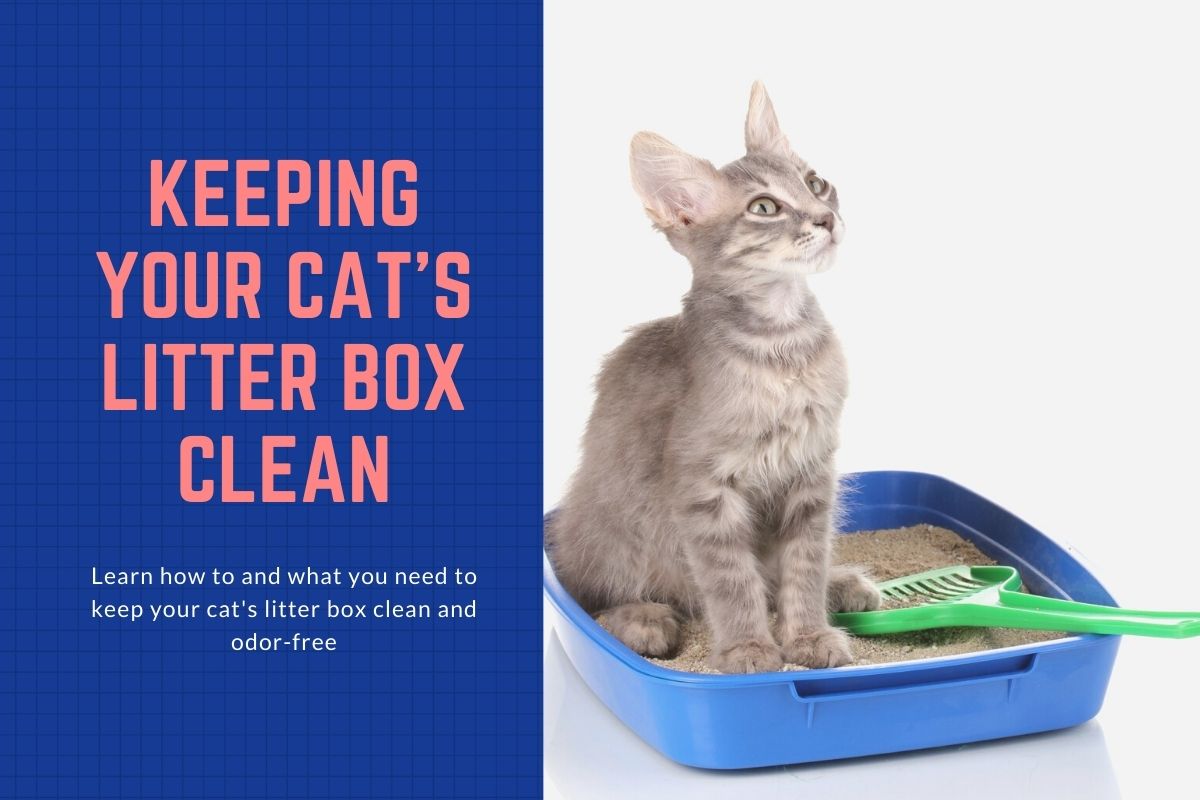 How to Keep Your Cat's Litter Box Clean?