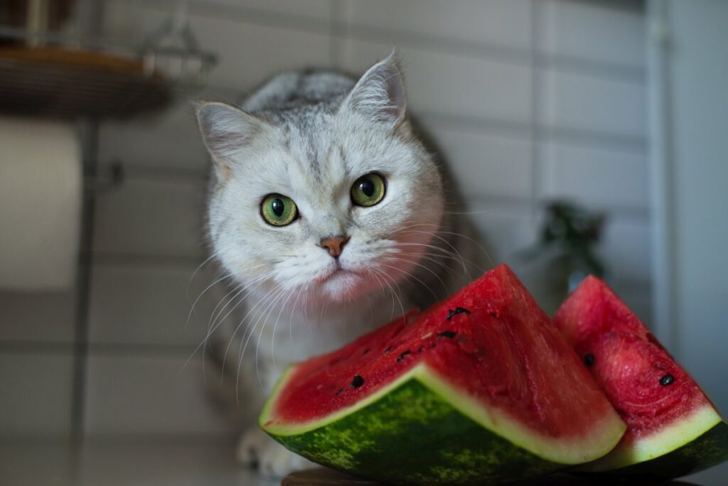 A kitten is eating a watermelon