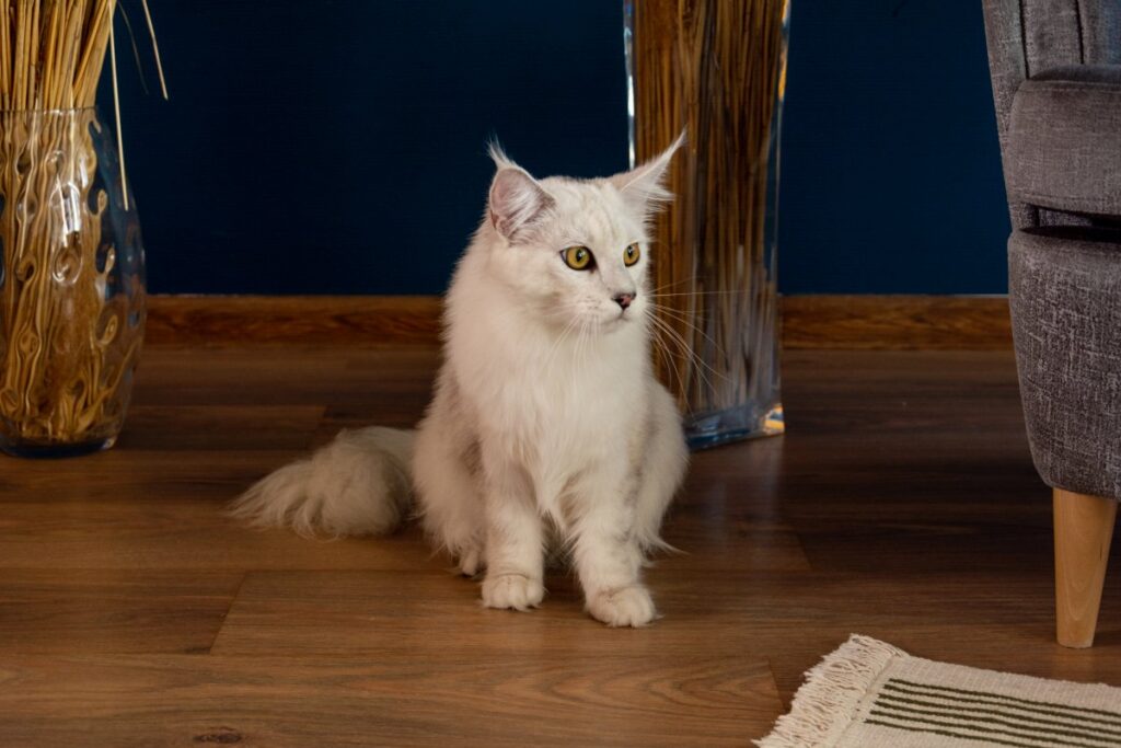 A white Maine Coon is sitting on wooden floor