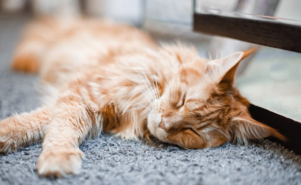 A red Maine Coon is sleeping