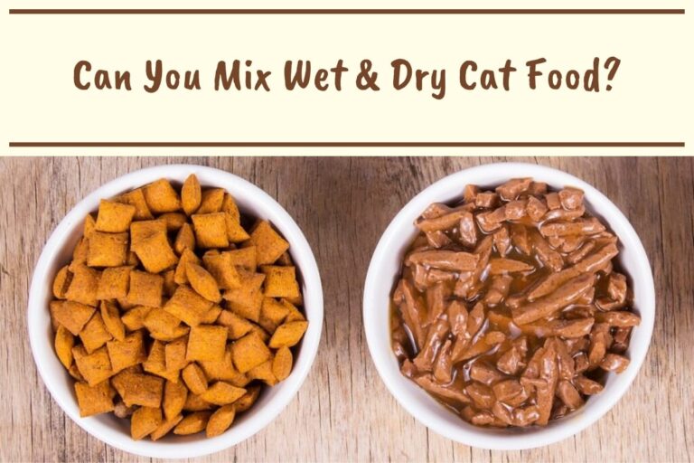 Can You Mix Wet and Dry Cat Food?