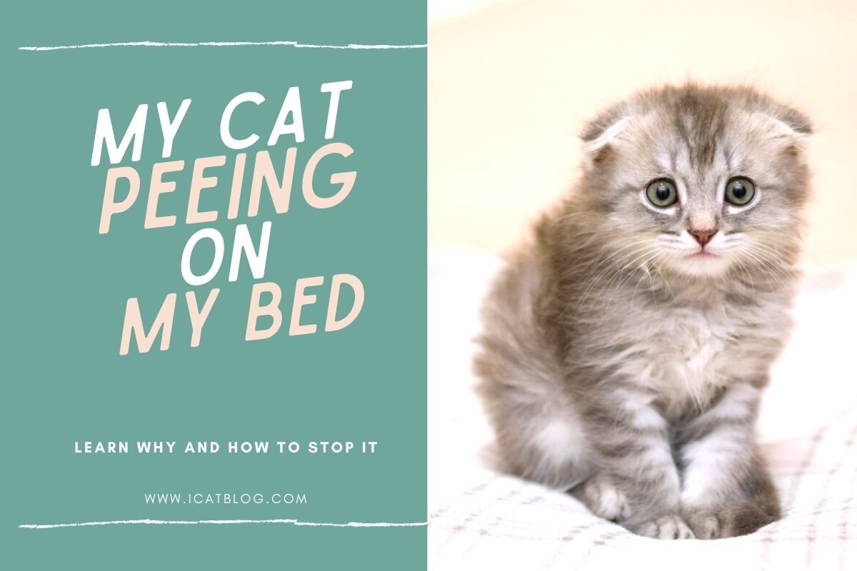 How to Stop My Cat from Peeing On My Bed?