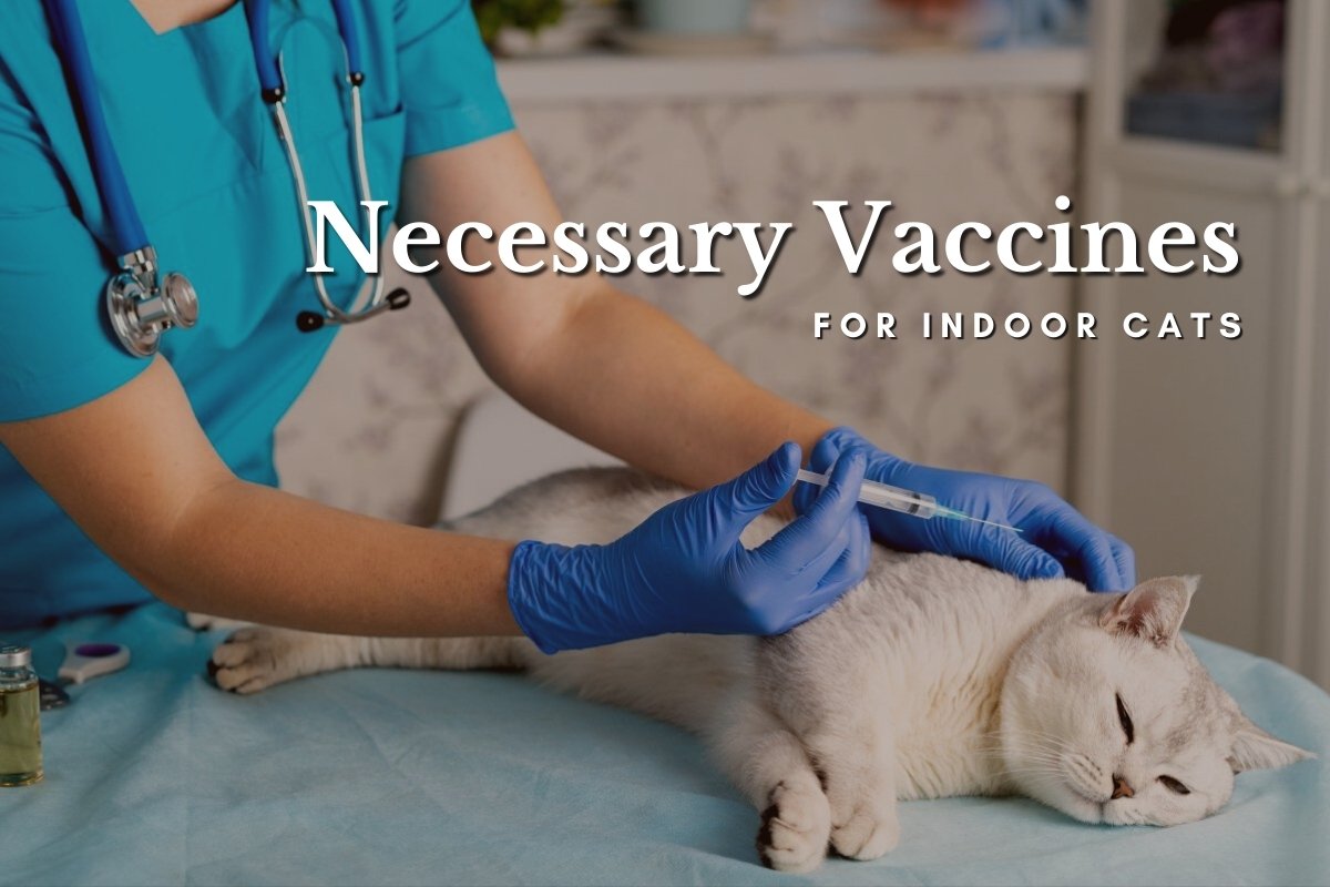 Necessary Vaccines for Indoor Cats