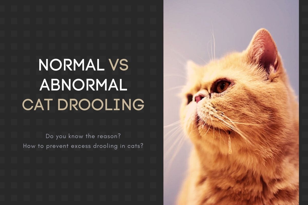 Normal vs Abnormal Cat Drooling