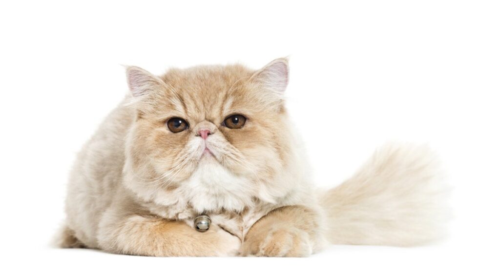 A Persian cat is lying on a white background