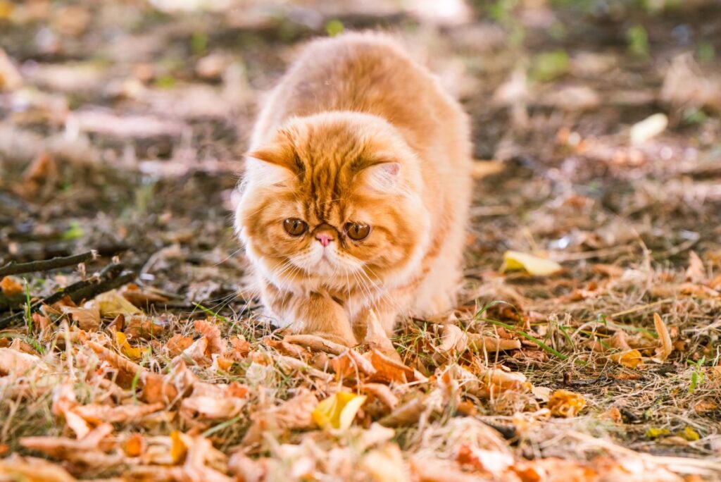 Persian cat walking on the yard