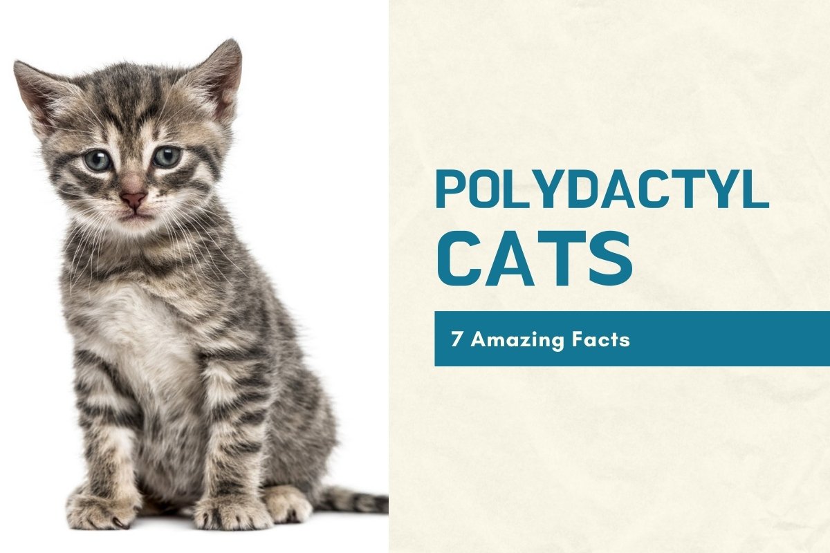 7 Amazing Facts About Polydactyl Cats