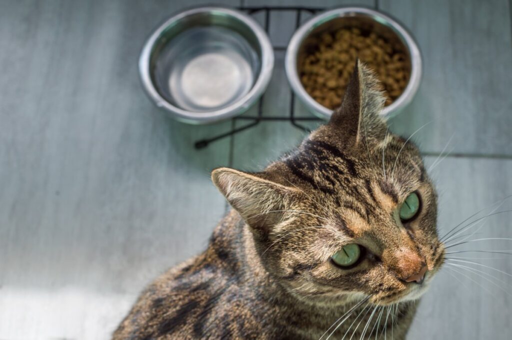 Portrait of a cat with water and dry food