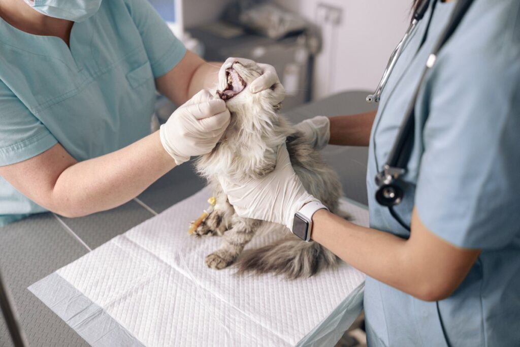 Professional veterinarians examine oral cavity of grey cat in clinic