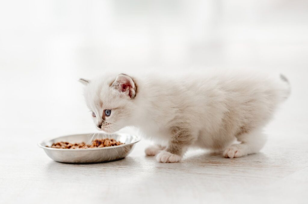 Ragdoll kitten standing close to metal bowl