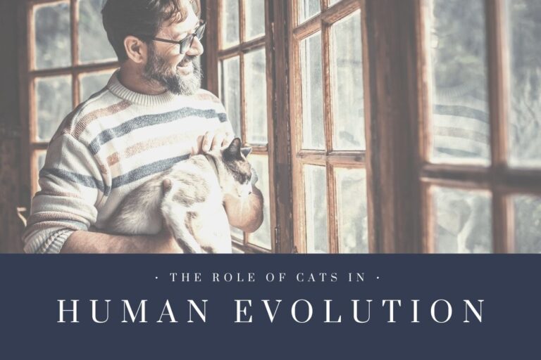 The Role of Cats in Human Evolution