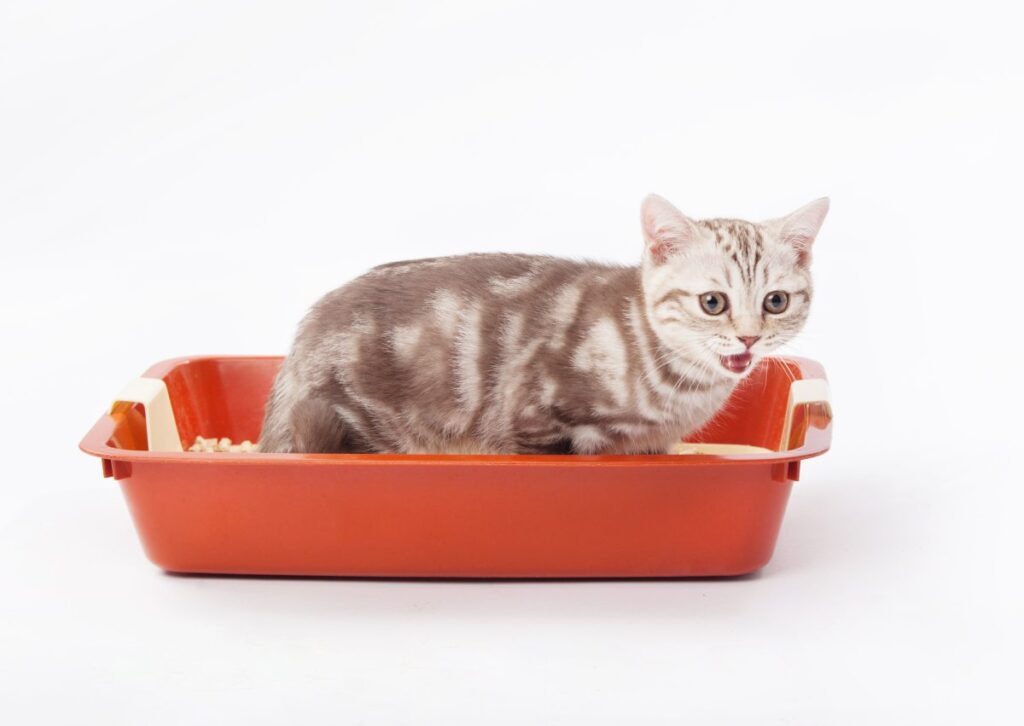 A small Scottish kitten in a red plastic litter box