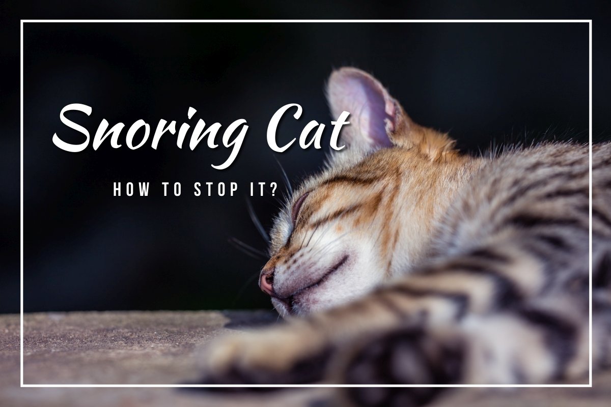 How to Stop a Snoring Cat