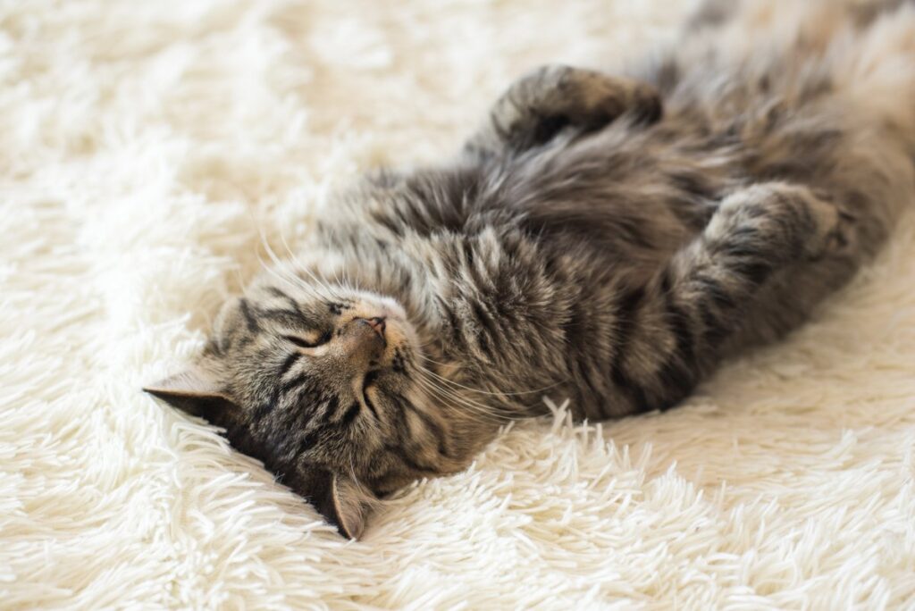Tabby cat sleeping on fur