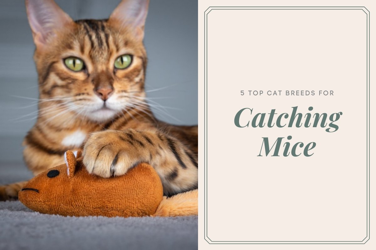 5 Top Cat Breeds for Catching Mice