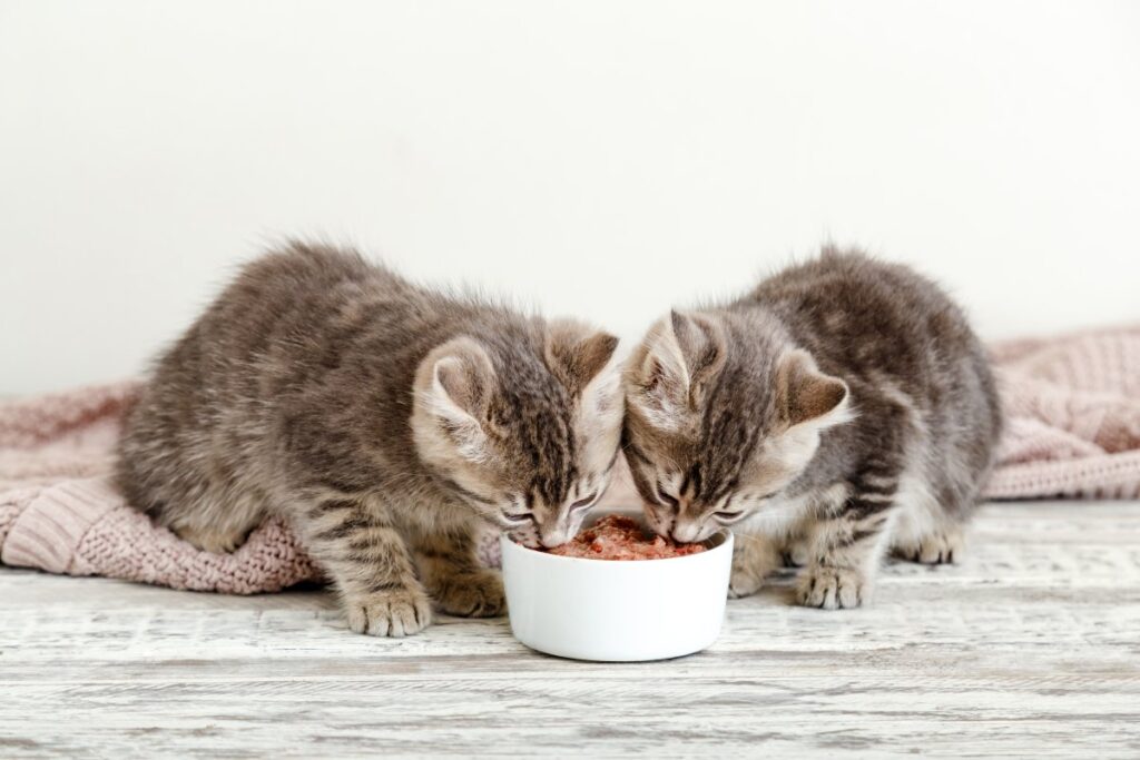 Two kittens are eating food from a bowl