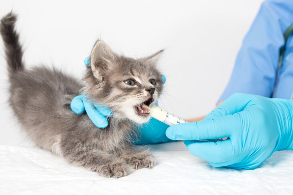 A veterinarian is giving the kitten a cure for worms
