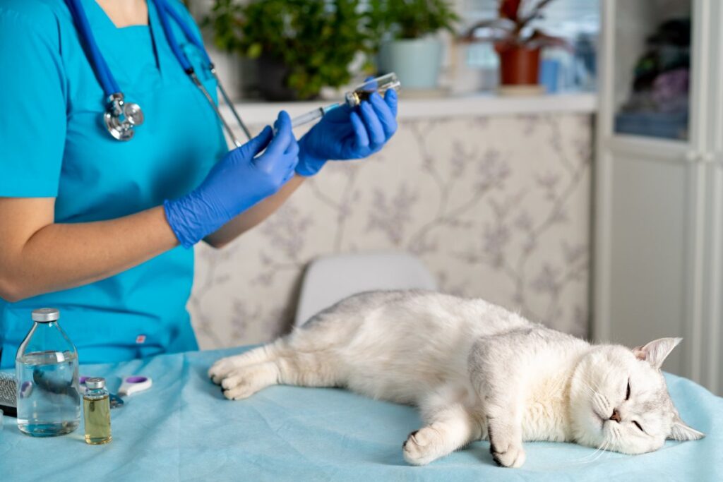 Veterinarian giving a cat vaccination