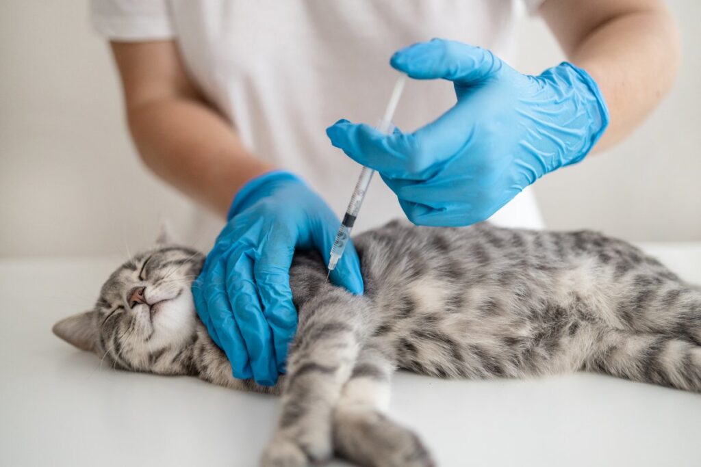 Veterinarian giving vaccination to a cat