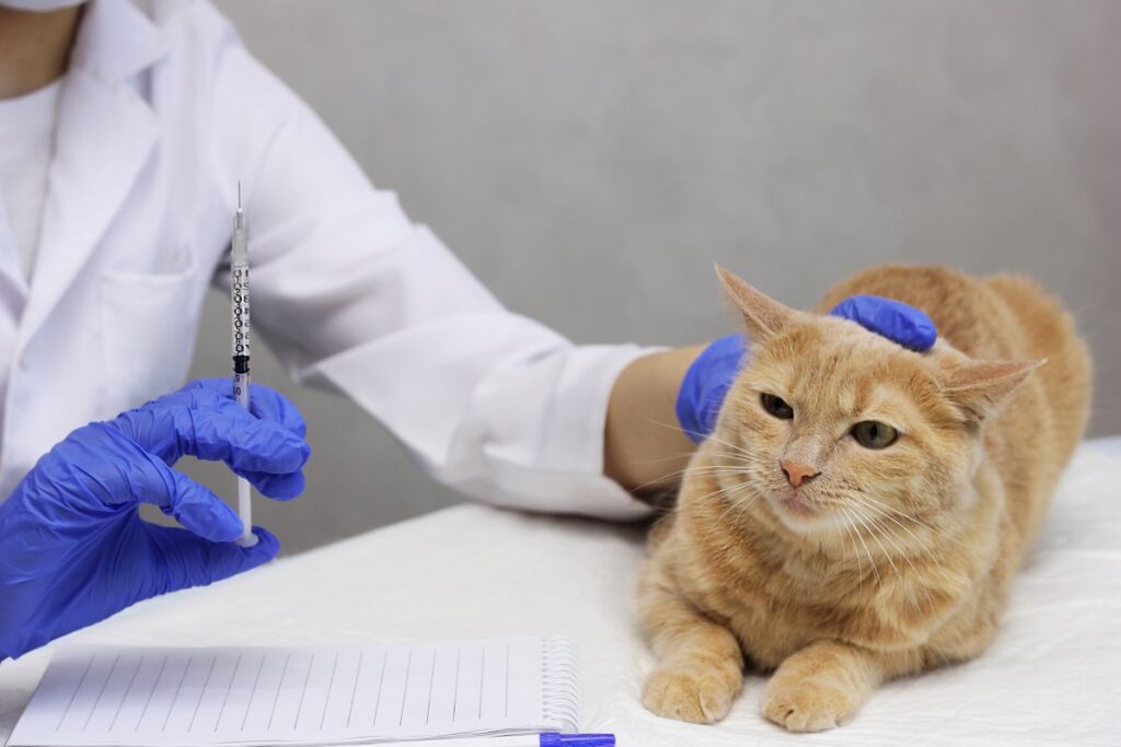 A veterinarian is about to give vaccination to a cat