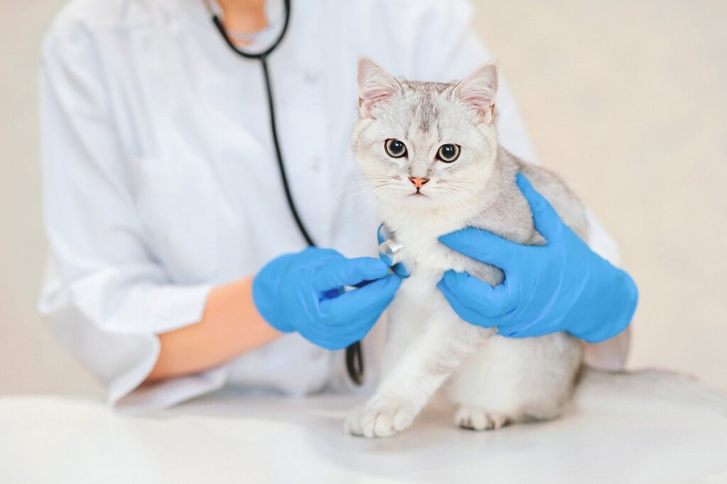 A veterinary is using stethoscope for cute Scottish straight silver chinchilla cat