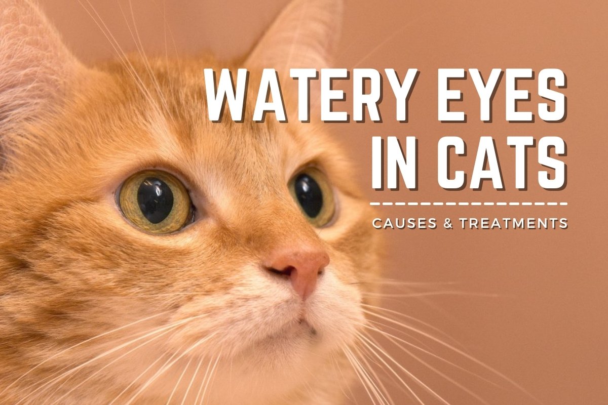 Watery Eyes in Cats