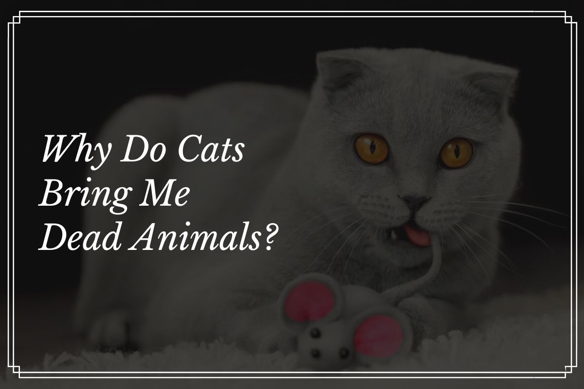 Why Do Cats Bring Dead Animals to Their Humans?