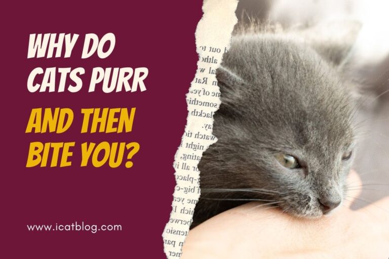 Why Do Cats Purr And Then Bite You?